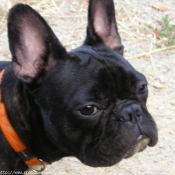 Photo de Bouledogue franais