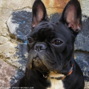 Photo de Bouledogue franais