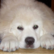 Photo de Chien de berger des tatras