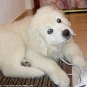 Photo de Chien de berger des tatras