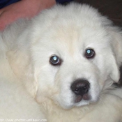 Photo de Chien de berger des tatras