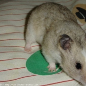 Photo de Hamster