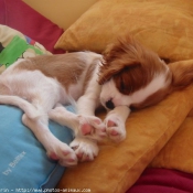 Photo de Cavalier king charles spaniel