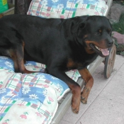 Photo de Rottweiler