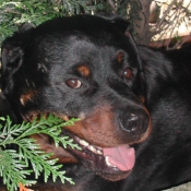 Photo de Rottweiler