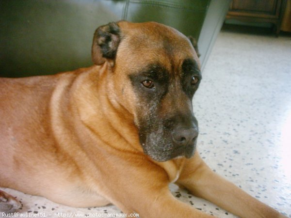 Photo de Boxer