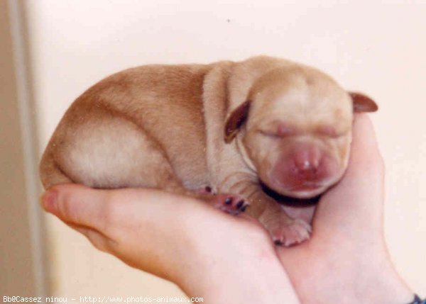 Photo de Labrador retriever