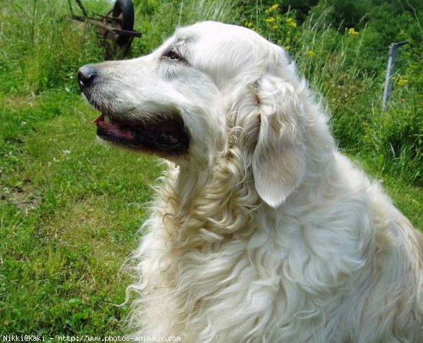 Photo de Golden retriever