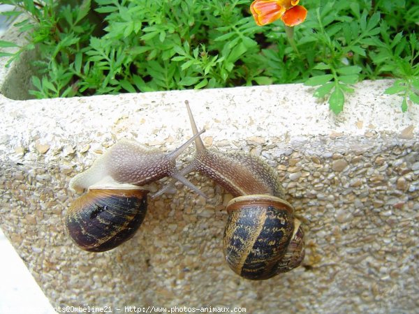 Photo d'Escargot