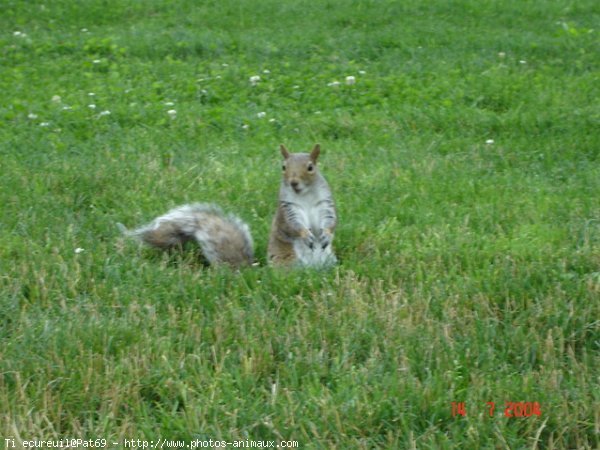 Photo d'Ecureuil