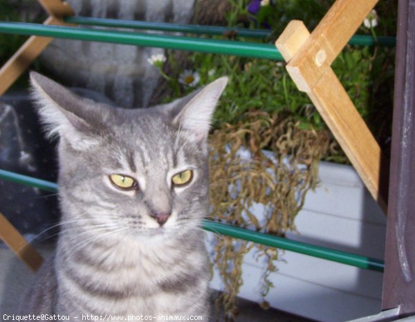 Photo de Chat domestique