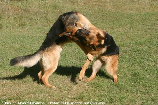 Photo de Berger allemand  poil court