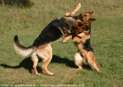 Photo de Berger allemand  poil court