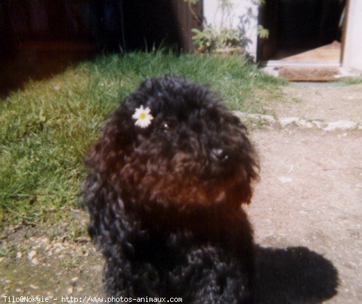 Photo de Caniche moyen