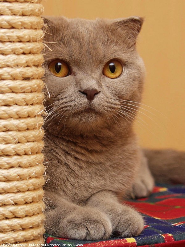 Photo de Scottish fold