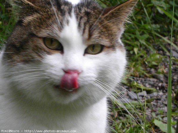 Photo de Chat domestique