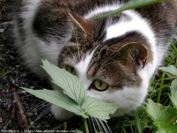 Photo de Chat domestique