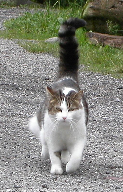 Photo de Chat domestique