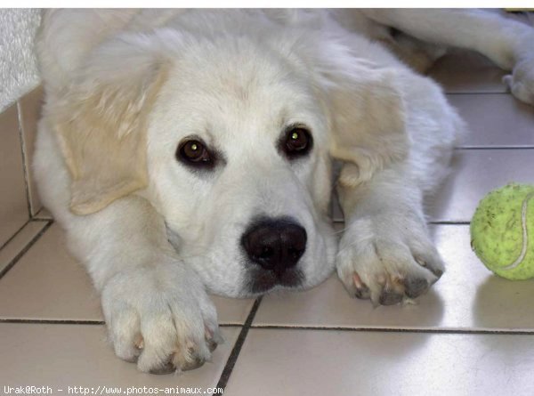 Photo de Chien de berger des tatras