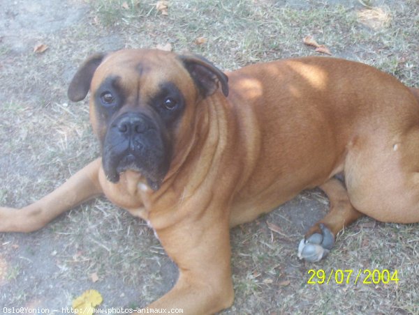 Photo de Boxer