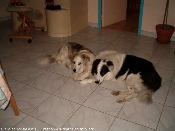 Photo de Border collie