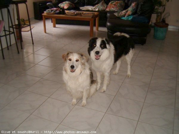 Photo de Border collie