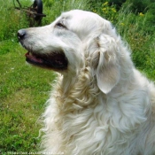 Photo de Golden retriever