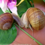 Photo d'Escargot