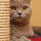 Photo de Scottish fold