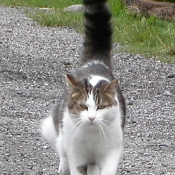 Photo de Chat domestique