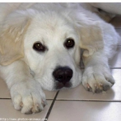 Photo de Chien de berger des tatras