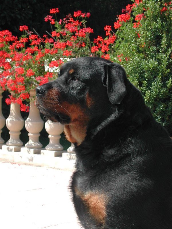 Photo de Rottweiler