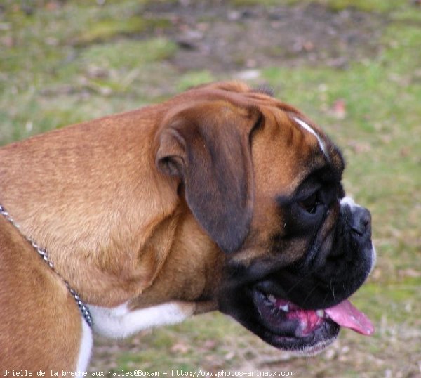 Photo de Boxer