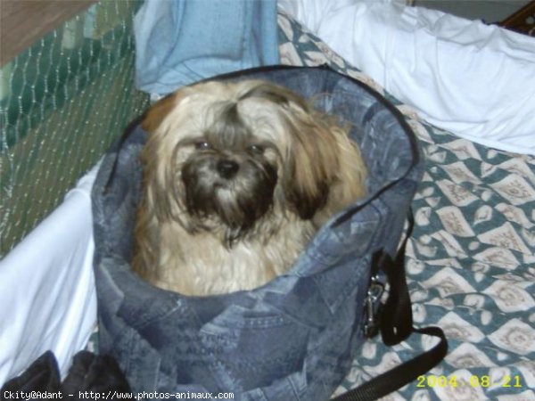 Photo de Shih tzu