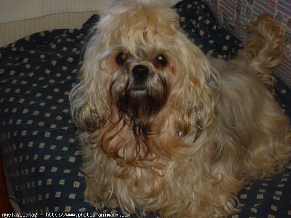 Photo de Lhassa apso