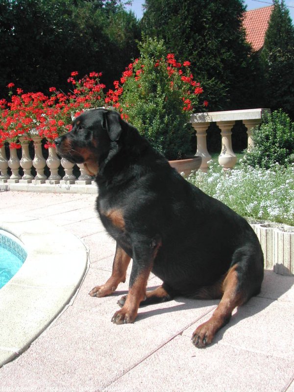 Photo de Rottweiler