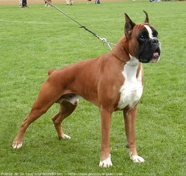 Photo de Boxer