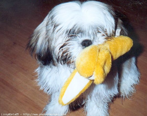 Photo de Shih tzu