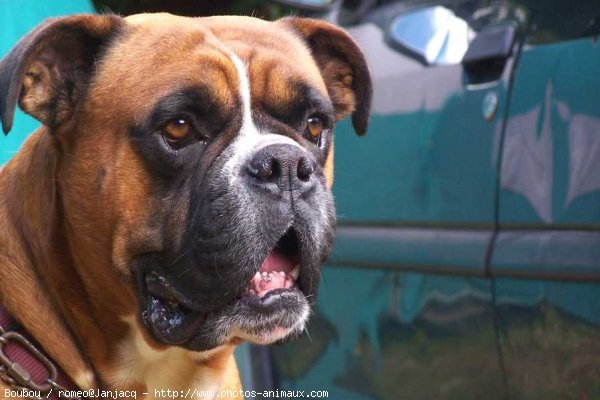 Photo de Boxer