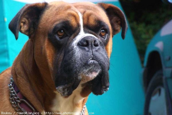 Photo de Boxer