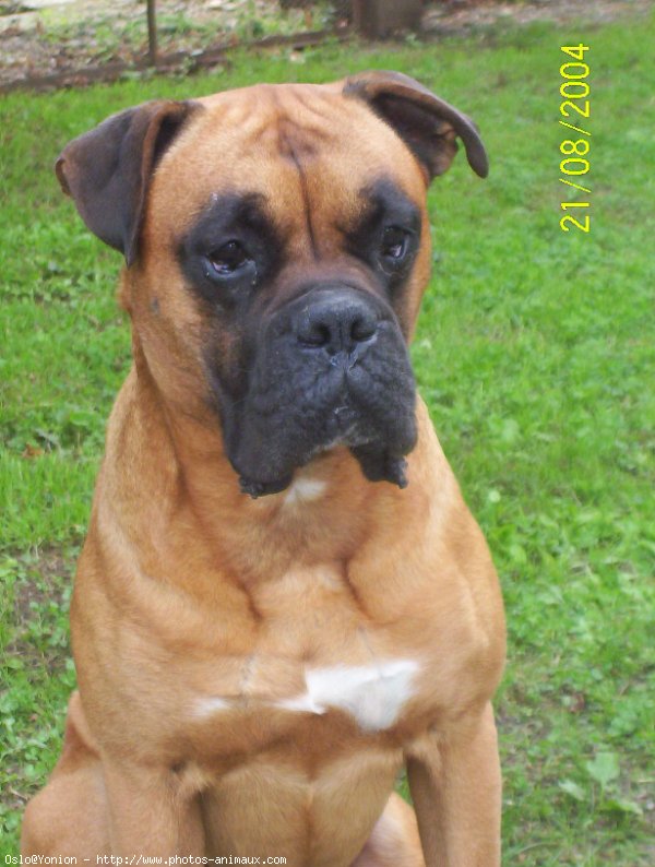 Photo de Boxer