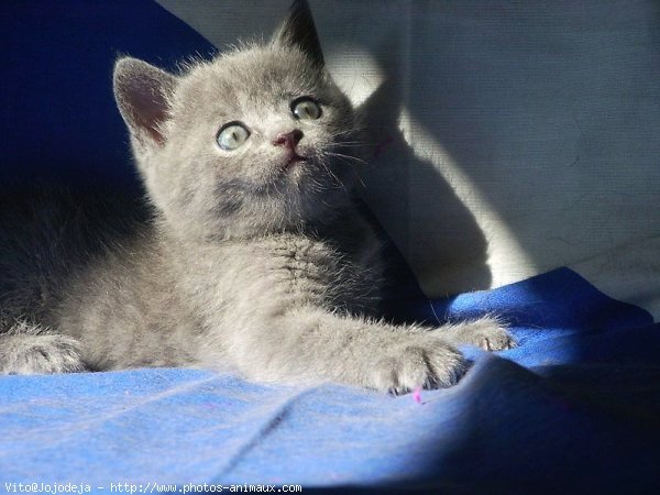 Photo de Chartreux