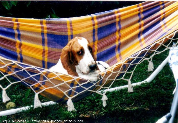 Photo de Basset hound