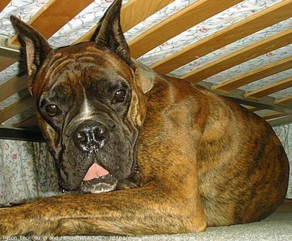 Photo de Boxer