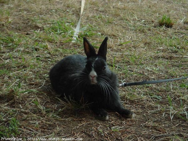 Photo de Lapin