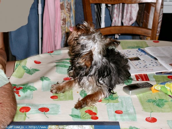 Photo de Yorkshire terrier