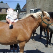 Photo de Haflinger