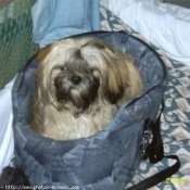 Photo de Shih tzu