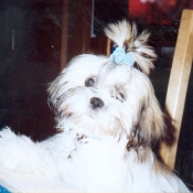 Photo de Shih tzu