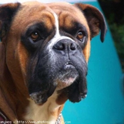 Photo de Boxer